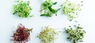 microgreens nutrition benefits and how to grow them dr axe