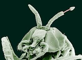 Symbiosis is a close relationship between two species in which at least one species benefits. Onchocerciasis Wikipedia