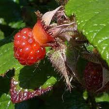 Image result for Rubus