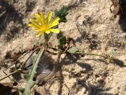 Image result for Launaea