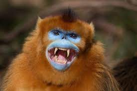 Mogens Trolle Golden Snub Nosed Monkey Monkey Ape Monkey Primates