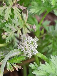 Image result for Torilis