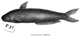 Image result for Vandellia