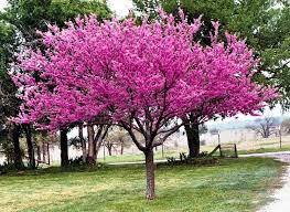 Redbud trees are stunningly beautiful flowering trees. Growing And Planting A Redbud Tree 12 Different Types Of Redbud Trees