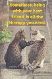 You have to give them your full attention, appreciation. The 200 Most Beautiful Friendship Quotes Cats Cute Animals Cute Cats