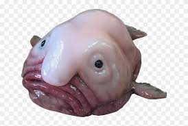 The blobfish is a member of the psychrolutidae family of fishes, commonly known as fathead sculpins due to the size of their heads and generally floppy appearances. Animalthe Infamous Blobfish Blob Fish Cut Out Hd Png Download 652x485 1962825 Pngfind
