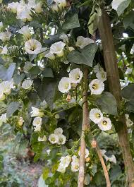 Image result for Ipomoea turbinata