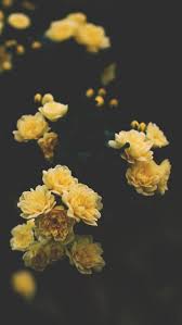 Check spelling or type a new query. 29 Romantic Roses Iphone X Wallpapers Preppy Wallpapers Floral Wallpaper Iphone Wallpaper Iphone Roses Preppy Wallpaper