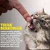 Anda juga tidak perlu membuat bubur merah putih ketika mengganti nama mereka. 1