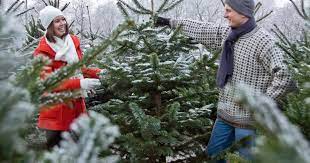 Weihnachtsbaum kaufen ✅ mit exklusivem gutscheincode für ihr gratis. Weihnachtsbaum Alle Arten Im Vergleich Mein Schoner Garten