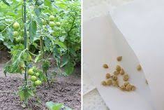 Tomaten Saen Wann Ist Der Ideale Zeitpunkt Tomaten De In 2020 Tomaten Saen Tomaten Gewachshaus Tomaten