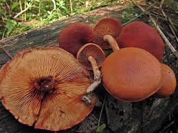 Image result for Gymnosporia pubescens