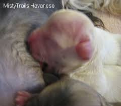 Whelping And Raising Puppies A Full Term Preemie Fading Puppy Syndrome Premature In Development