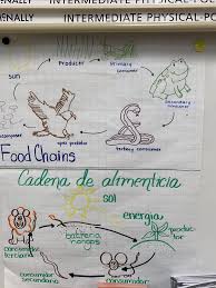Food Chain Dual Language Cadena De Alimenticia Dual Language Classroom Dual Language Language Education