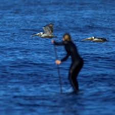 Nba privacy center | warnermedia privacy center | do not sell my personal information | • advertise on nba.com | nba.com help | fan relations faq | career. More Than 30 Pelicans Have Been Mutilated On California S Beaches The New York Times