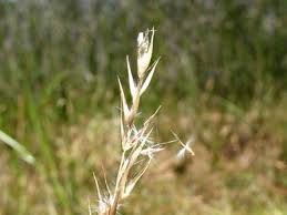 Image result for Rytidosperma davyi