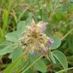 Image result for Grona ramosissima