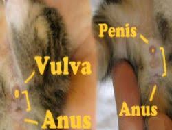 Kedi Yavrusunun Cinsiyetini Belirleme