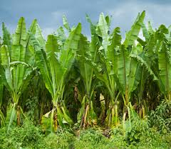 Image result for Ensete ventricosum