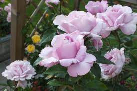 Elles ressemblaient toutes à sa fleur. Rose Rosa La Rose Du Petit Prince In The Roses Database Garden Org