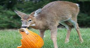 The most common ones are squirrels, deer, raccoons, possums, birds, amongst others. Do Deer Eat Fruits Bananas Apple Berries Oranges Pears Watermelon