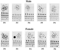 And that way we can look at the x and the y chromosomes and determine if it's a female or male. Karyotype Stability Of Human Umbilical Cord Derived Mesenchymal Stem Cells During In Vitro Culture