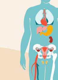 The Effects Of Obesity On Your Body