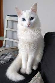 The domestic shorthair should not be confused with the american shorthair or british shorthair, which are cat fanciers' association (cfa). White Cat Breeds Daily Paws