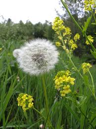 Image result for Taraxacum sp.