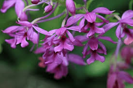 Image result for Calanthe sylvatica