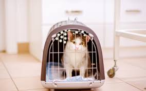 We are open for curbside services only at this time. Flying With Your Cat Vca Animal Hospital