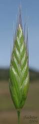 Image result for Bromus leptoclados