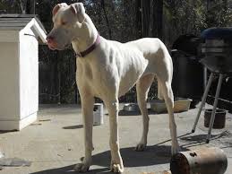 In front of white background. Great Dane Dog Breed Pictures 7