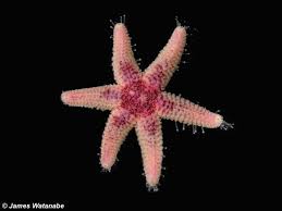 Image result for Xyris peteri