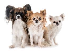 Long haired chihuahua dogs have long fur all over, but especially around their ears, necks, tails long haired chihuahua vs short haired chihuahua. 1 908 Long Hair Chihuahua Stock Photos And Images 123rf