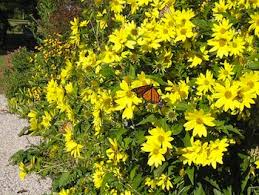 Forma cuscini densi di fiorellini giallo acceso luminoso da inizio estate fino all'autunno con foglie frastagliate argentate. Fiori Gialli Tipo Margherite