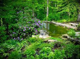 The woodland pond wait list. Woodland Pond Traditional Landscape Indianapolis By Designscape Horticultural Services Houzz