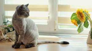 Lobs are the cute hairstyle for the short hair. Useful Anti Matting Cat Hair Cuts Petcarerx