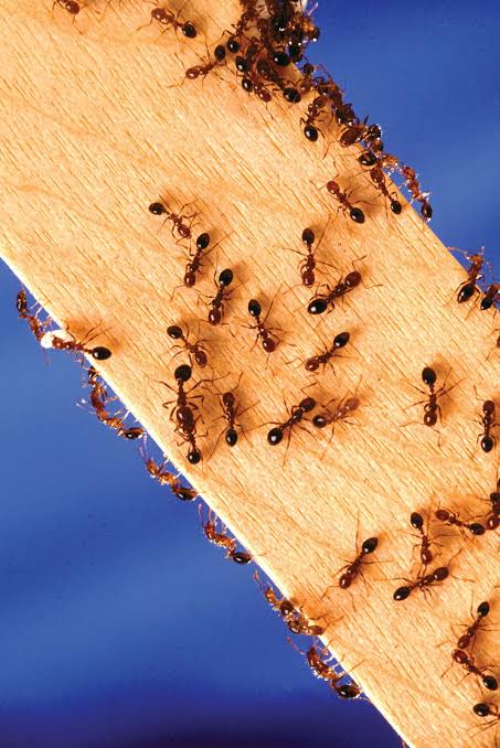 Ant | Description, Taxonomy, Habitat, Species, Life Cycle, & Facts | Britannica