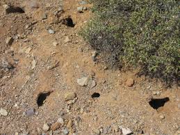 See more ideas about squirrel, ground squirrel, cute animals. Post Tucson Pest Control