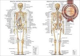 Details About New Anatomical Diagram Chart Guide Skeleton Human Anatomy Print Premium Poster
