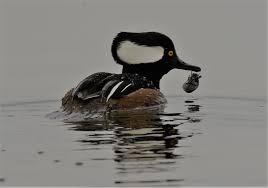 The individual patterns from volumes one, two, and three of pat godinâ€™s championship waterfowl pattern book series are now available. Wallpaper Hooded Merganser Taken Dungeness Rspb Lophodytes Cucullatus Beta Mk2 7d Sport 150600 Sigma Grahamparrywildlife Uk Kent Animal Outdoor Viewing Photo Flickr Add New Sunlight Depth Plumage Bird Rare Drake Male
