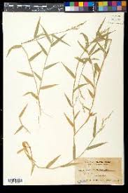 Image result for Acroceras