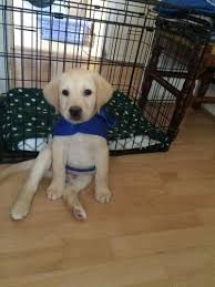 All about puppies inc is located at 15729 imperial hwy in la mirada and has been in the business of pets since 2006. Yellow Labrador Puppy 1 For Sale In La Mirada California Classified Americanlisted Com