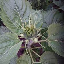 Pin On Alfred Kando Bodcast