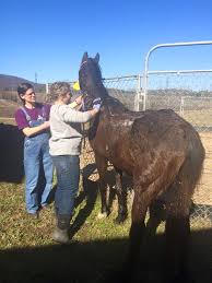 Sometimes hope is all you need, but sometimes it can be hard to find. Volunteer Hope S Legacy Equine Rescue