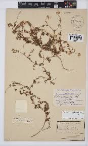 Image result for Lotononis stipulosa