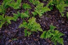 Image result for Dryopteridaceae