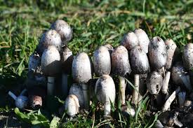 Image result for Coprinus comatus