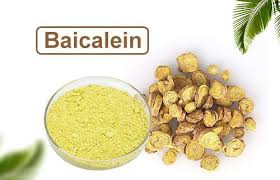 ‫الصين Baicalin و Baicalein المصنعين والموردين - منتجات بالجملة - باوجى  Herbest التكنولوجيا الحيوية المحدودة‬‎